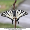 iphiclides podalirius male1